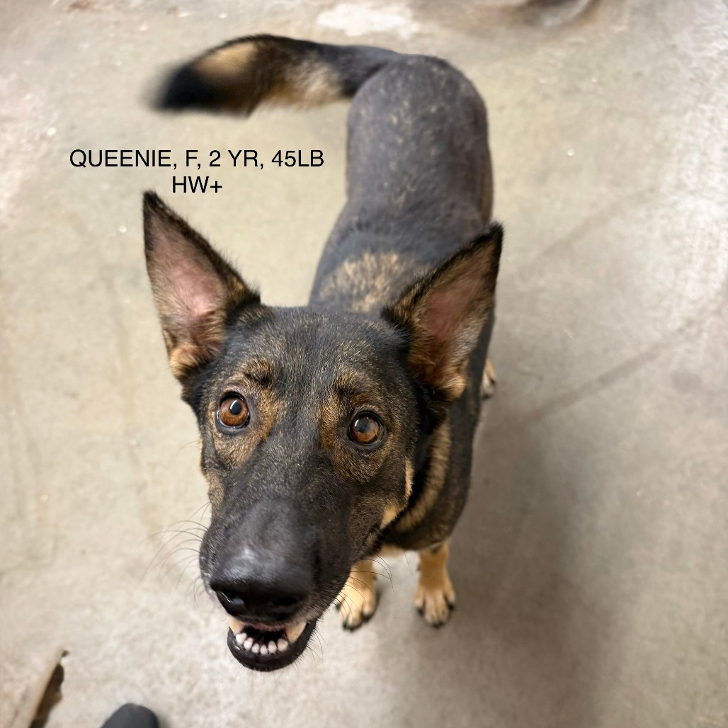 QUEENIE - Shepherd / German available for adoption