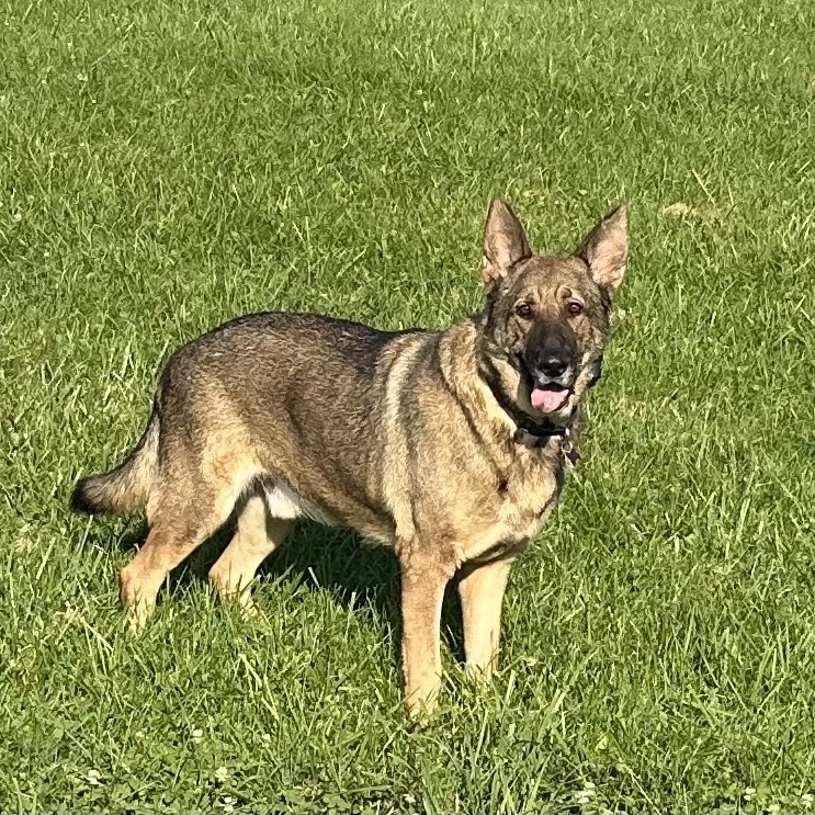 WANG KAI - Shepherd / German available for adoption