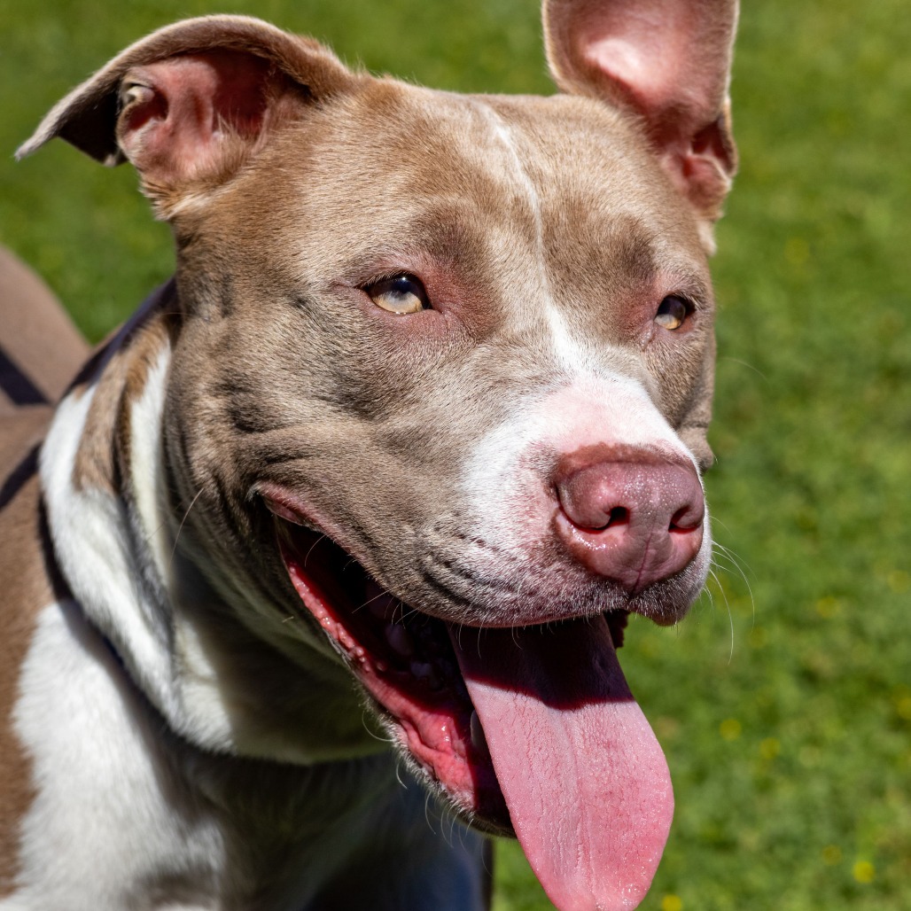 Kennel#20 Chloe's preview photo