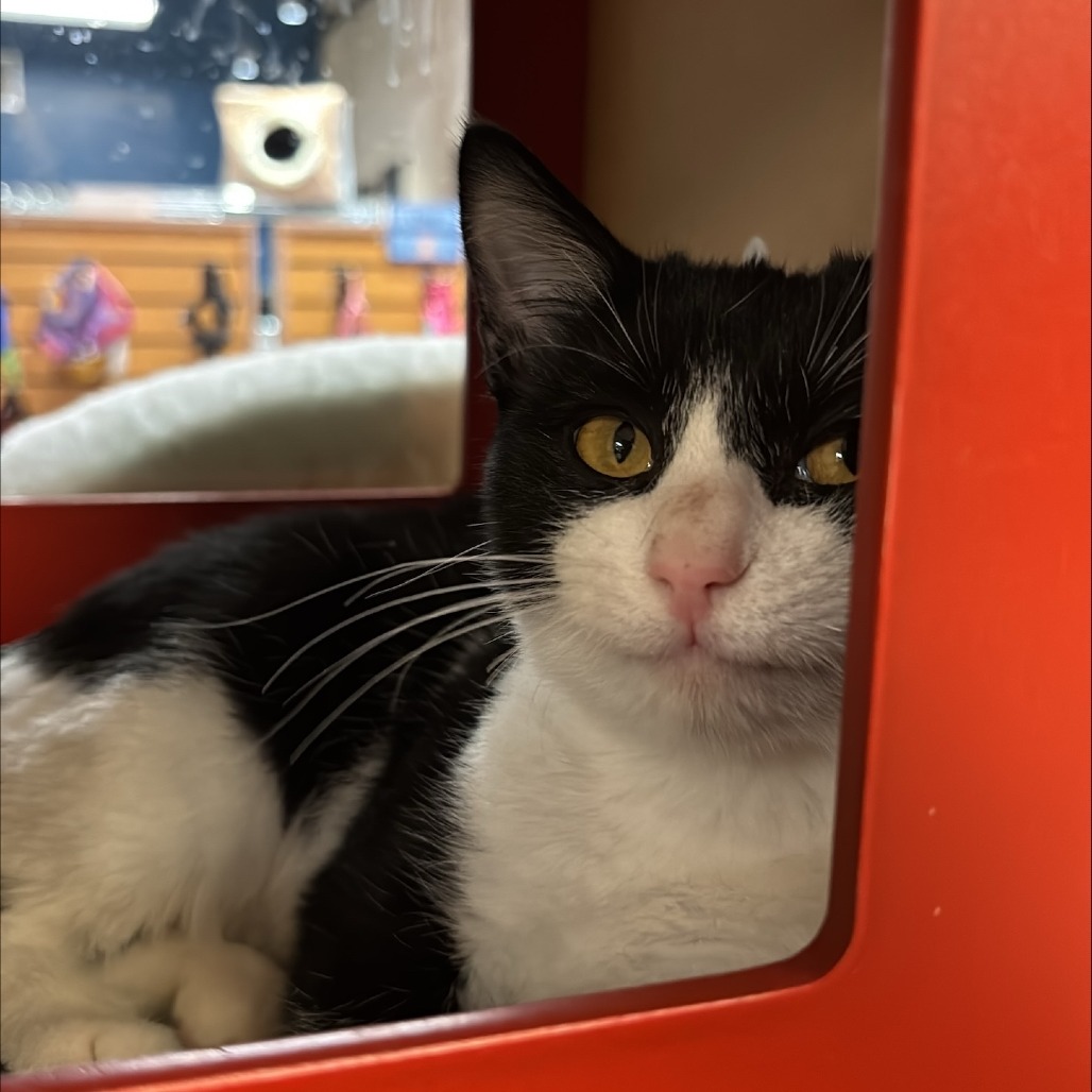 Kiki: Female 5 Domestic Shorthair