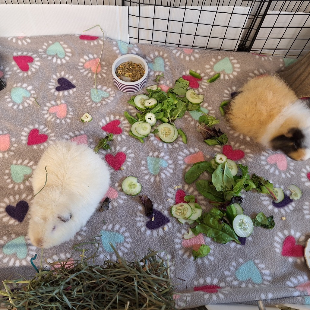 Marshmallow, photo 7