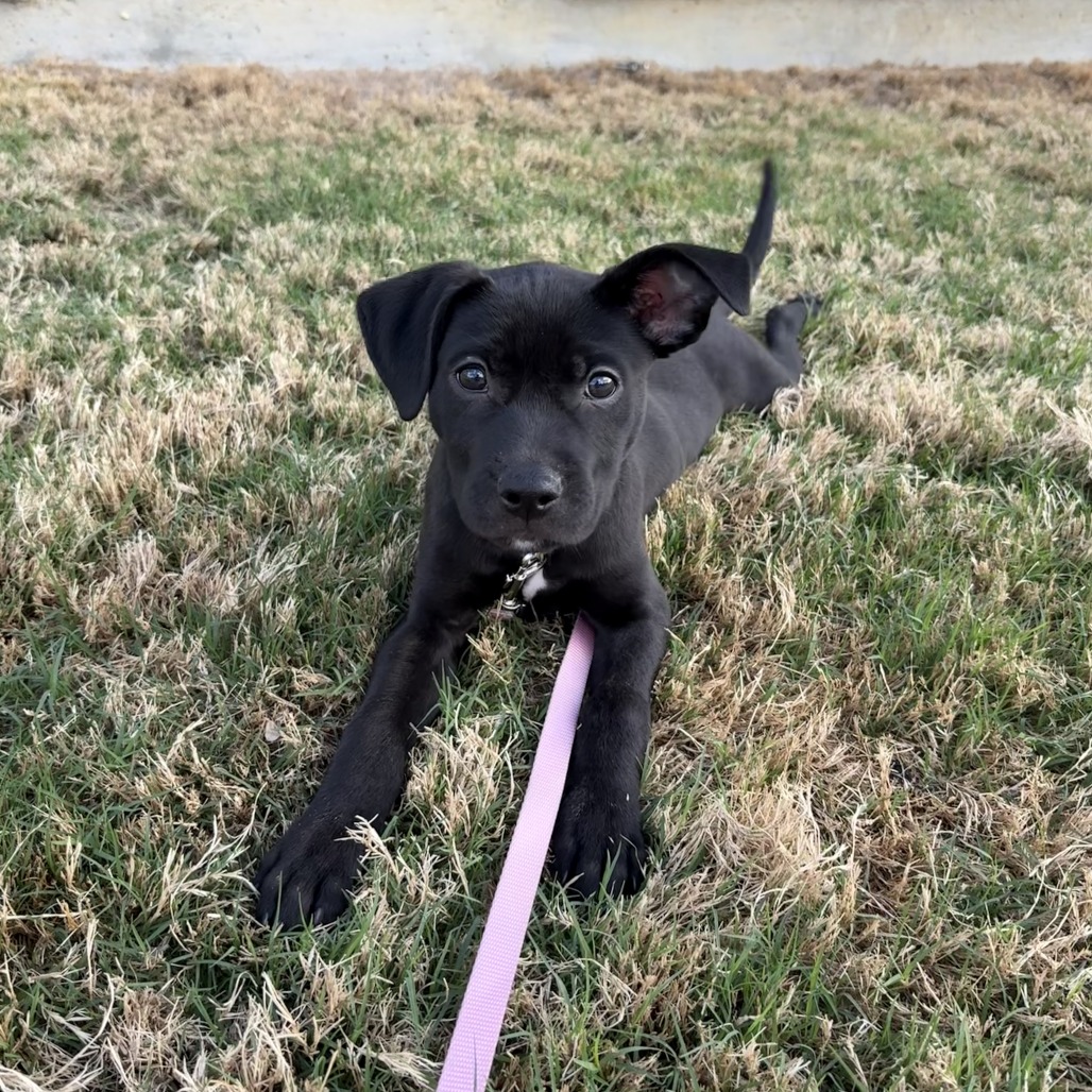 Darling Daffodil — thumbnail 7