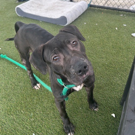 Sheba Baby — thumbnail 3