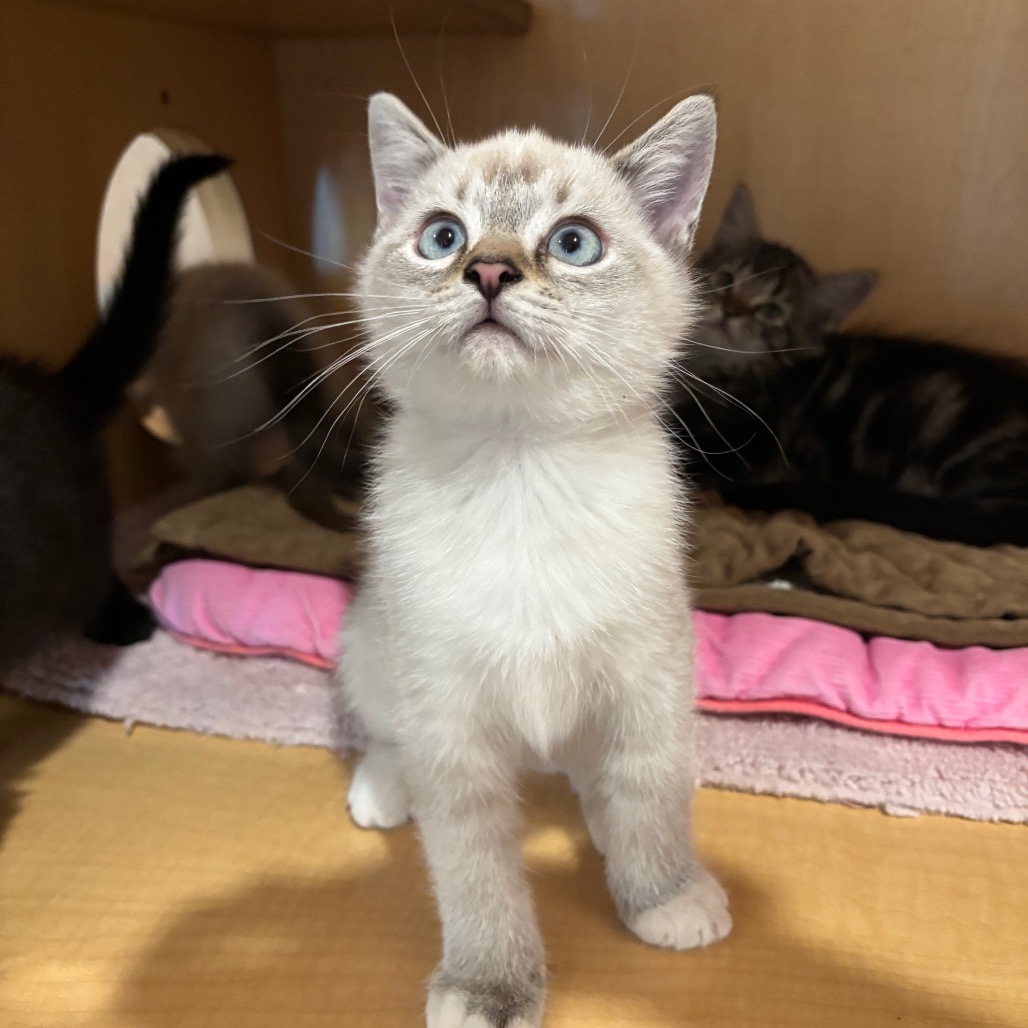 DEEP FREEZER - Domestic Shorthair / Siamese available for adoption