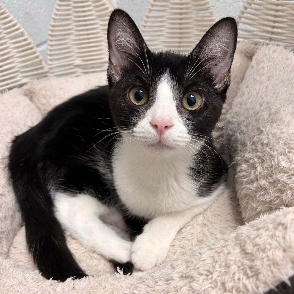 WONDERFUL (BONDED TO TERRIFIC) - Domestic Shorthair available for adoption