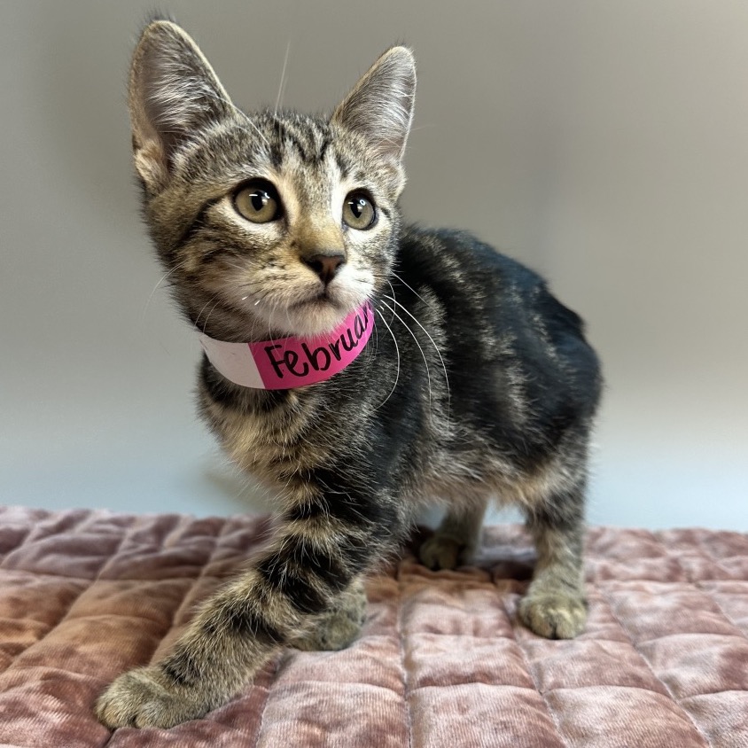 FEBRUARY - Domestic Shorthair available for adoption