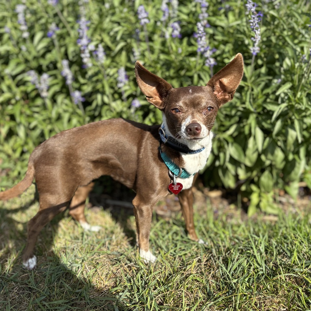 Little Bo Peep--In Foster***ADOPTION PENDING***