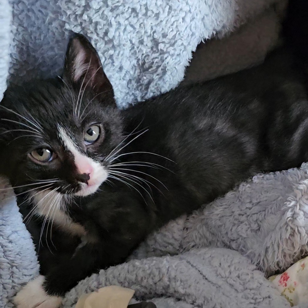 Bull Shark: Male 2 Domestic Shorthair