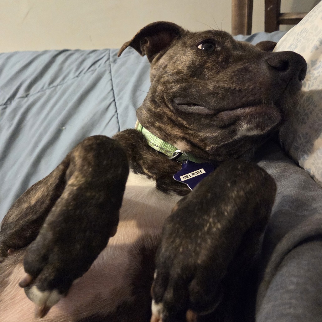 Melrose — thumbnail 4