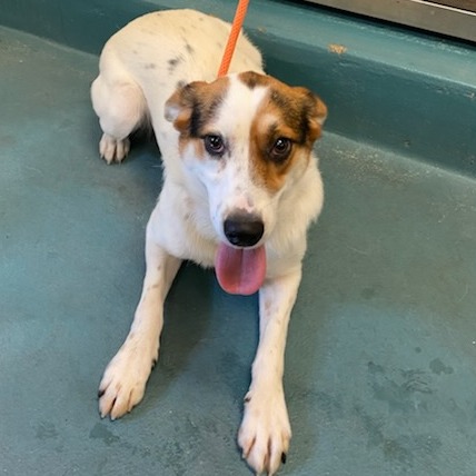 SHELLY — thumbnail 4