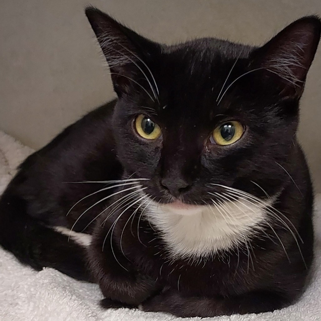 MOXI - Domestic Shorthair available for adoption