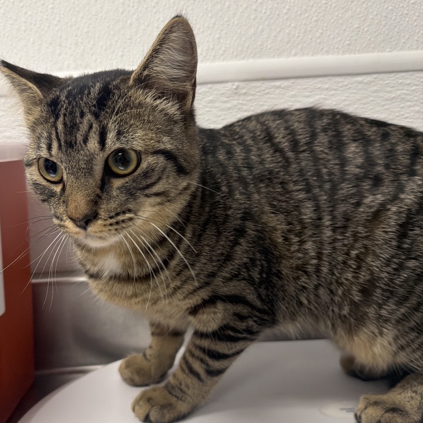 CHIP - Domestic Shorthair available for adoption