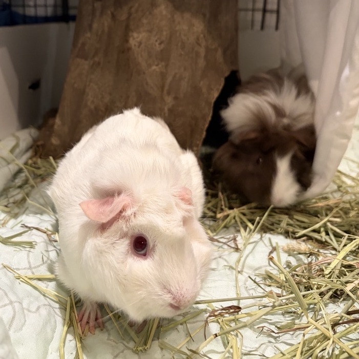 Coco