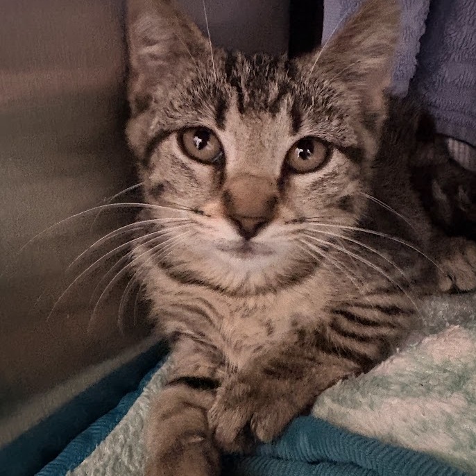 Photo of Wrangler