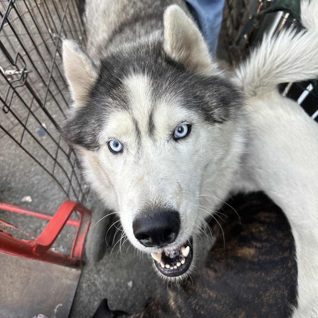 Loki (bonded with Quinn) — thumbnail 4