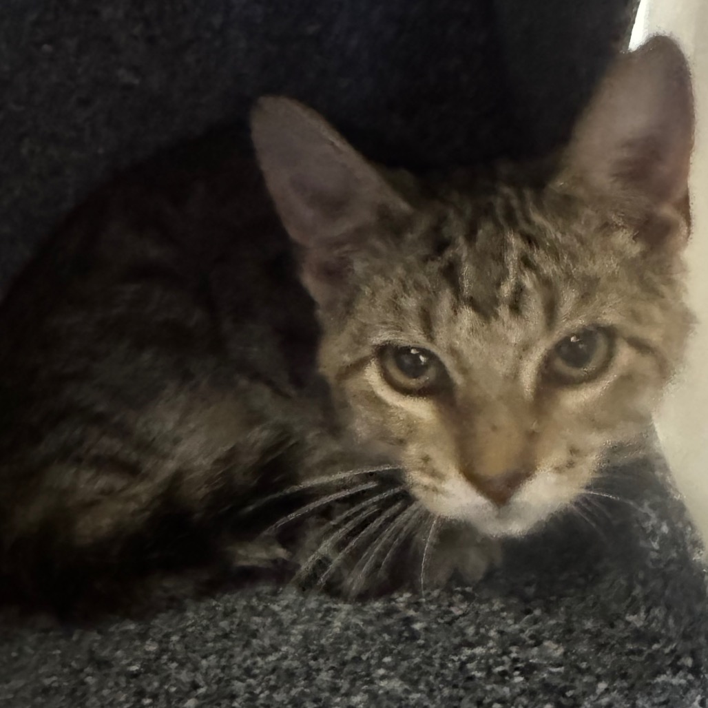 JAX - Domestic Shorthair / Domestic Shorthair available for adoption