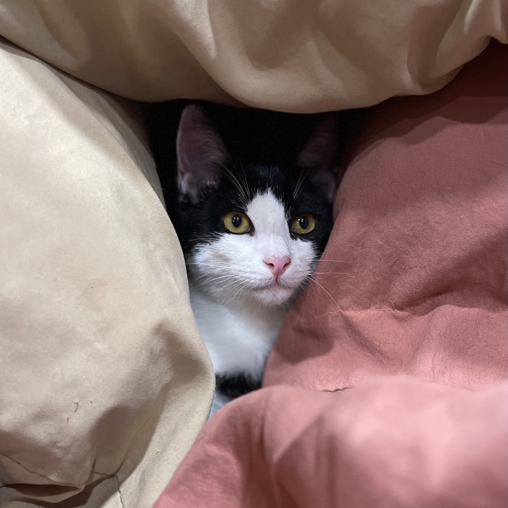 Pookie, photo 4