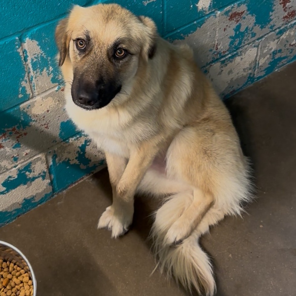 Gertie — thumbnail 2