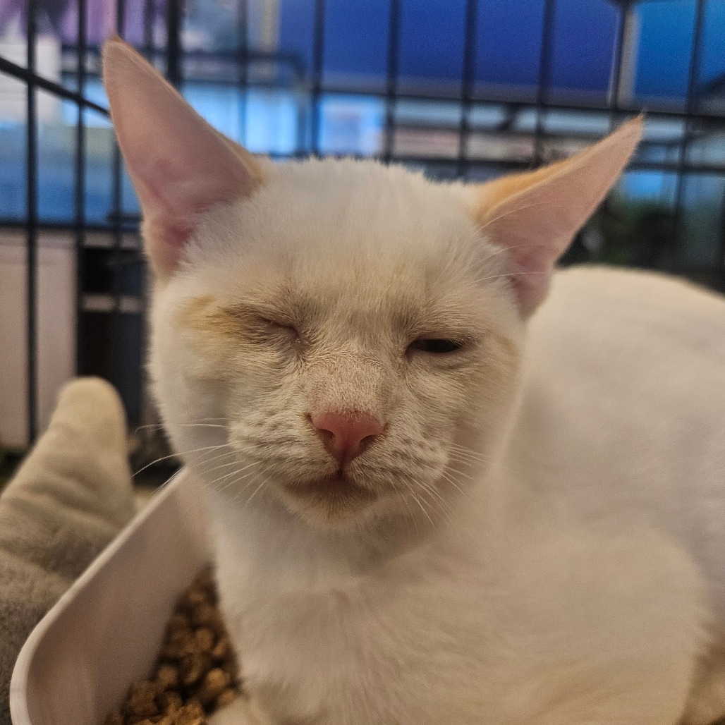 PINKY - Domestic Shorthair available for adoption