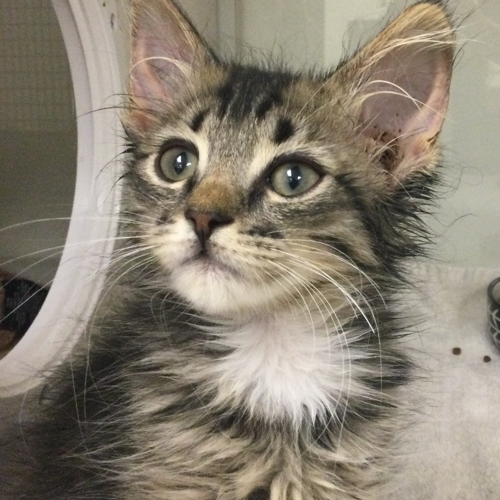 Fluffykins - Domestic Medium Hair