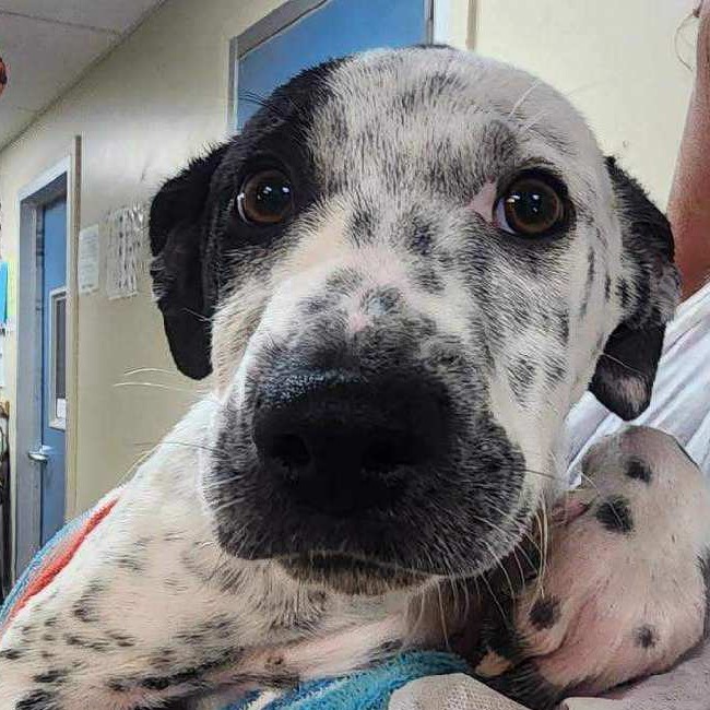 Kennel#10b Dallas's preview photo