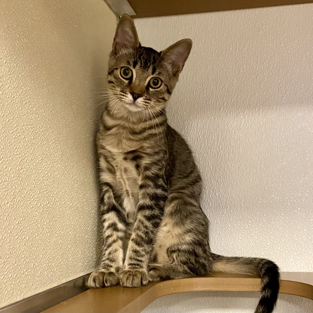 EMMETT - Domestic Shorthair for adoption in Mesa