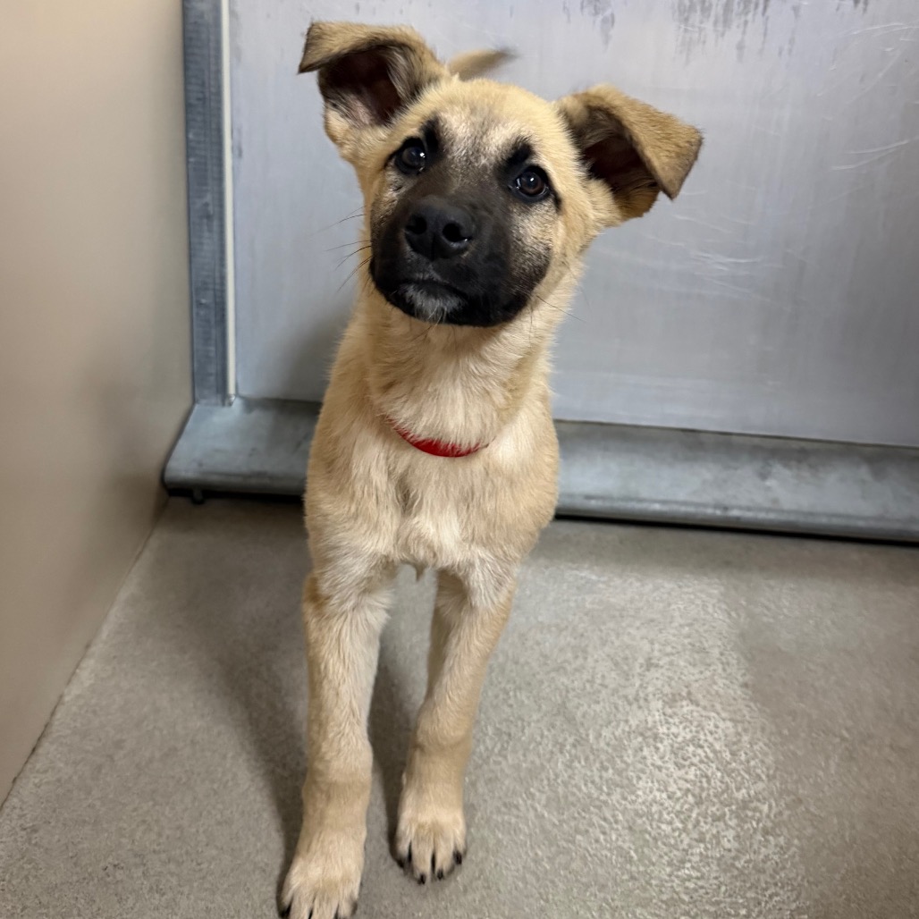 Kennel#20d's preview photo