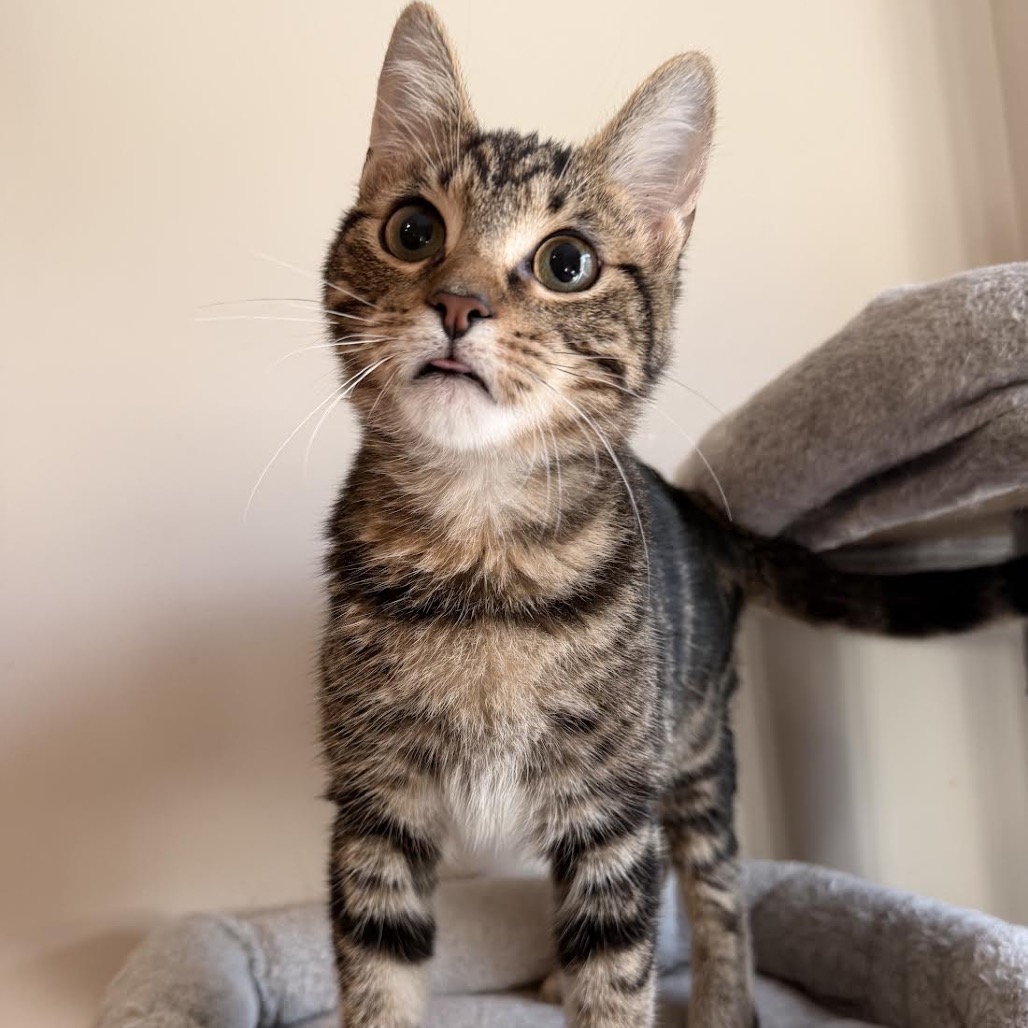 REESE - Domestic Shorthair for adoption in Madison