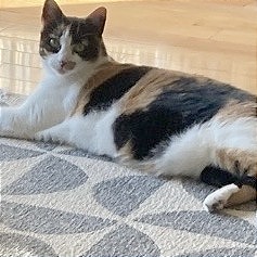 Callie, photo 2