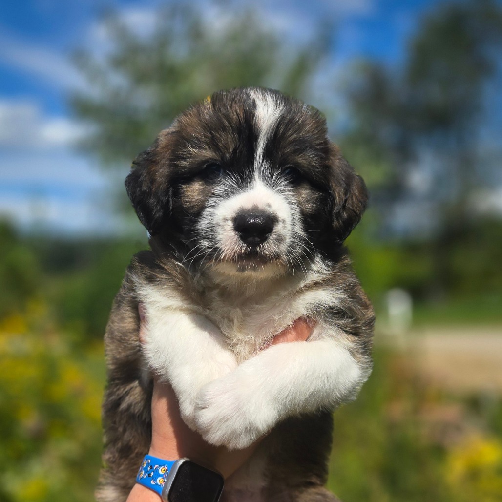 CT Enzo avail Sep 12 (Petco- Enfield, CT)