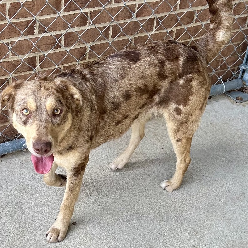 Catahoula Leopard Dog