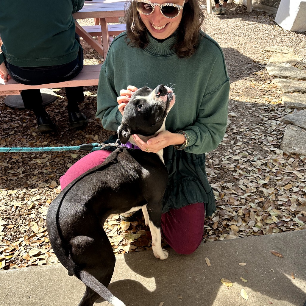 Bettles — thumbnail 11