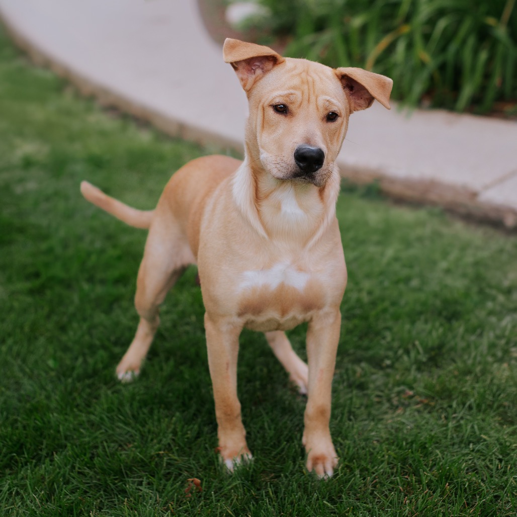 Labrador Retriever