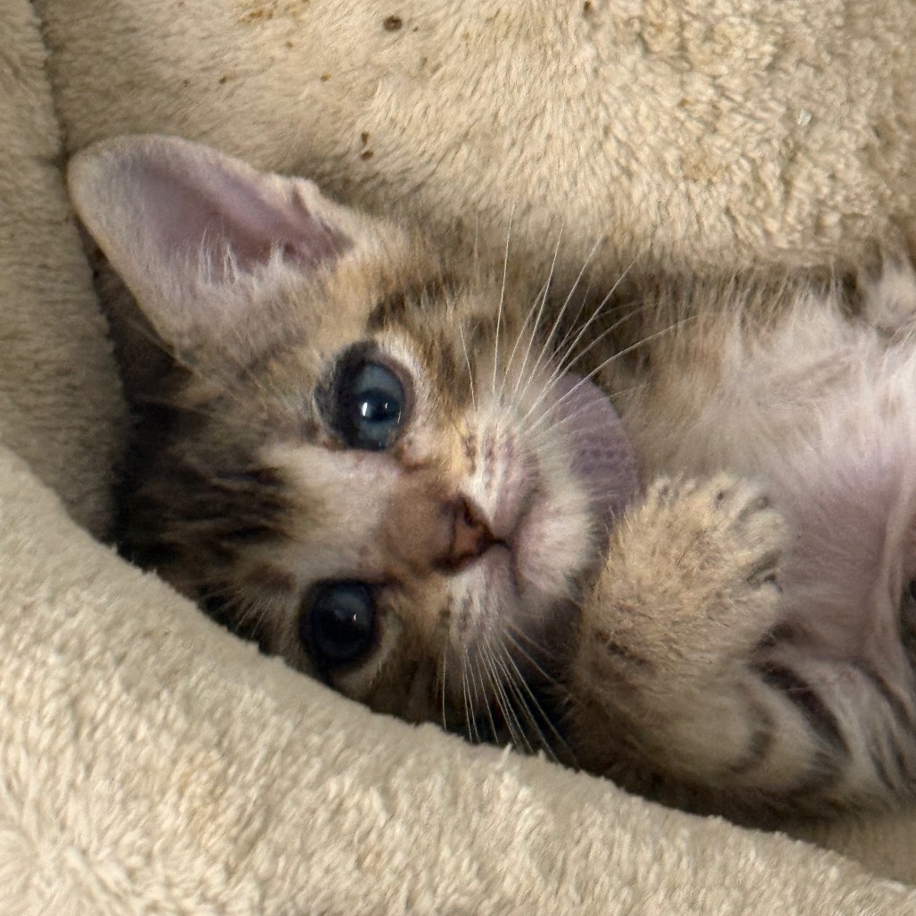 CHIPS - Domestic Shorthair available for adoption