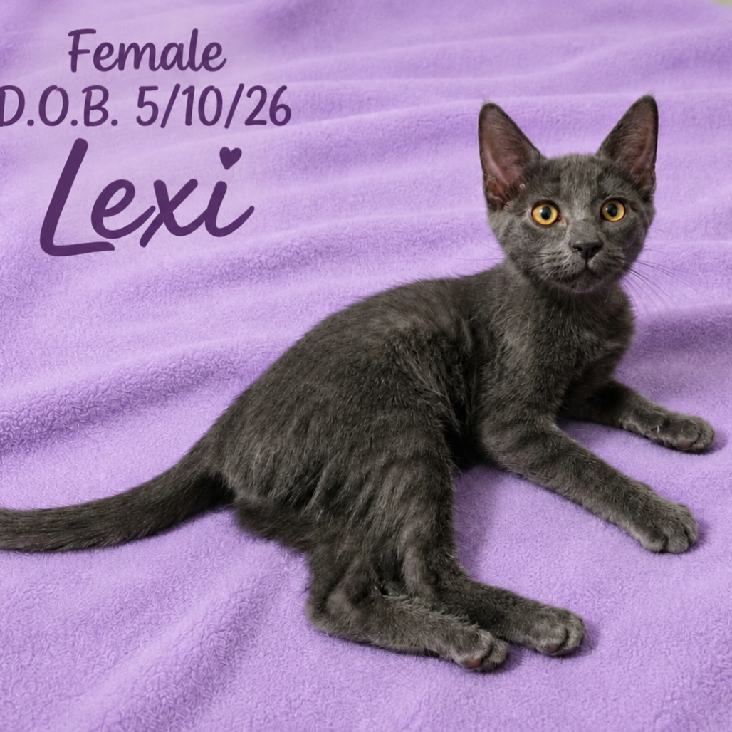 LEXI - Domestic Shorthair available for adoption