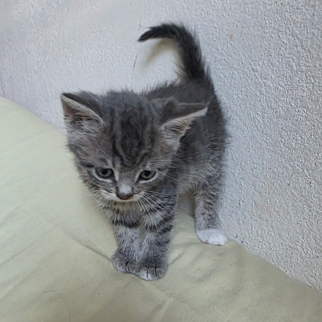Piccolo, photo 7