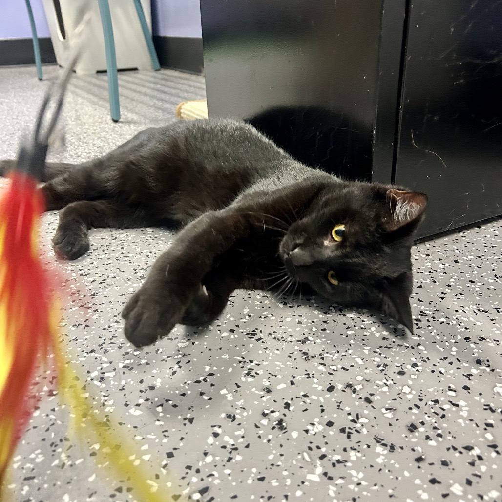 Meatball — thumbnail 5