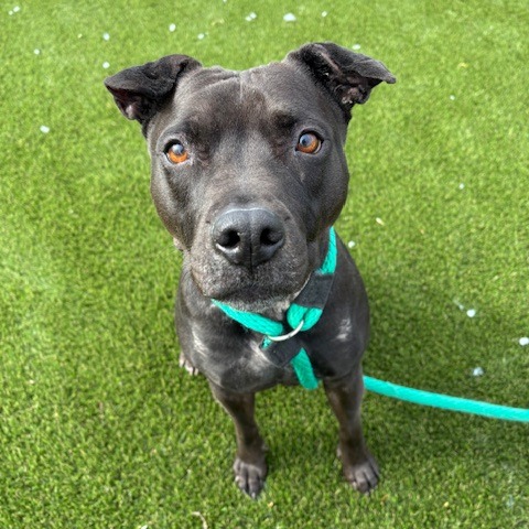 Lola — thumbnail 2