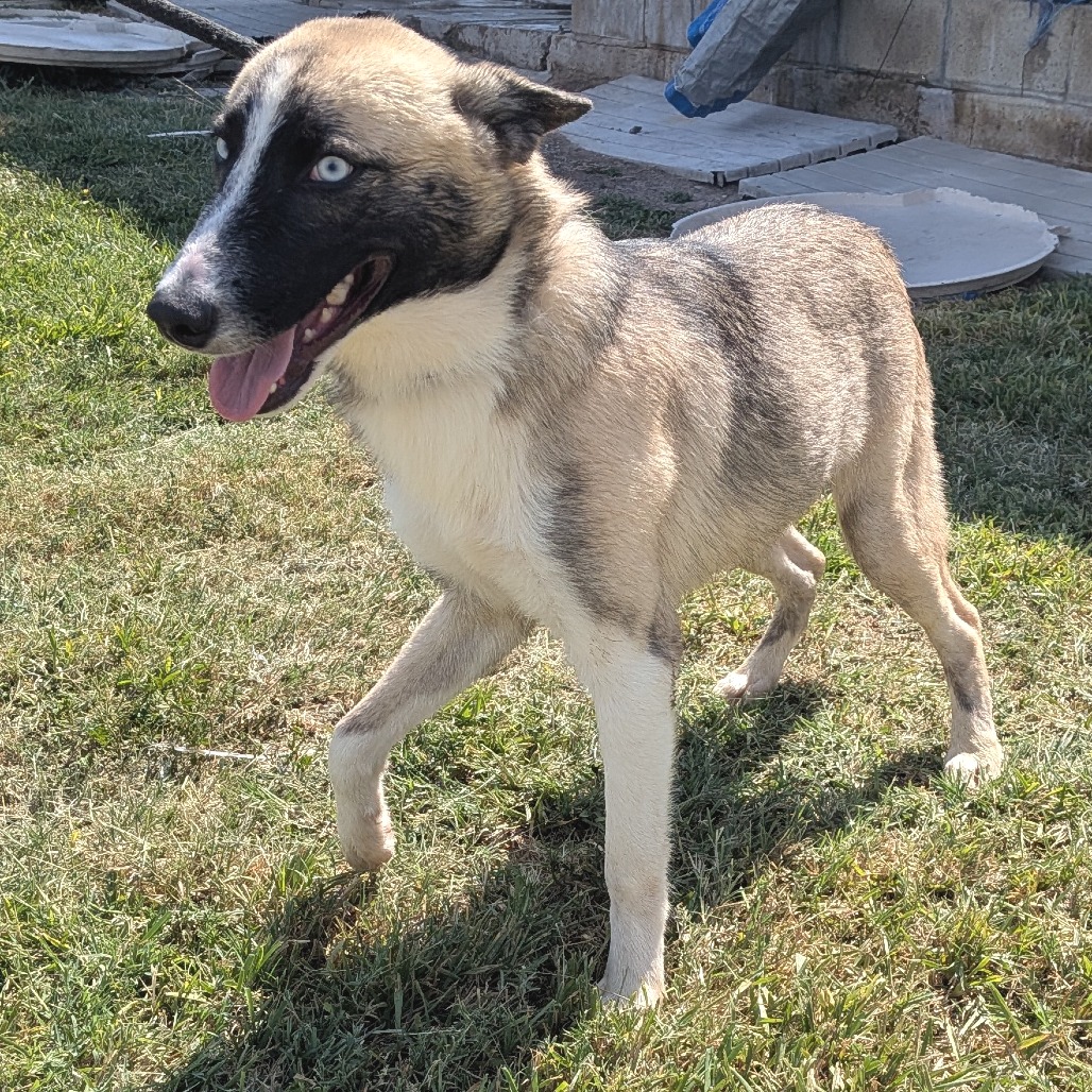 PUDDING - Husky available for adoption