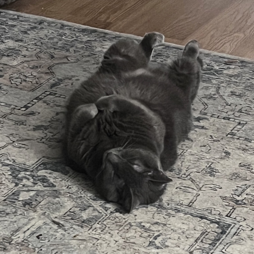 Photo of Suca playing