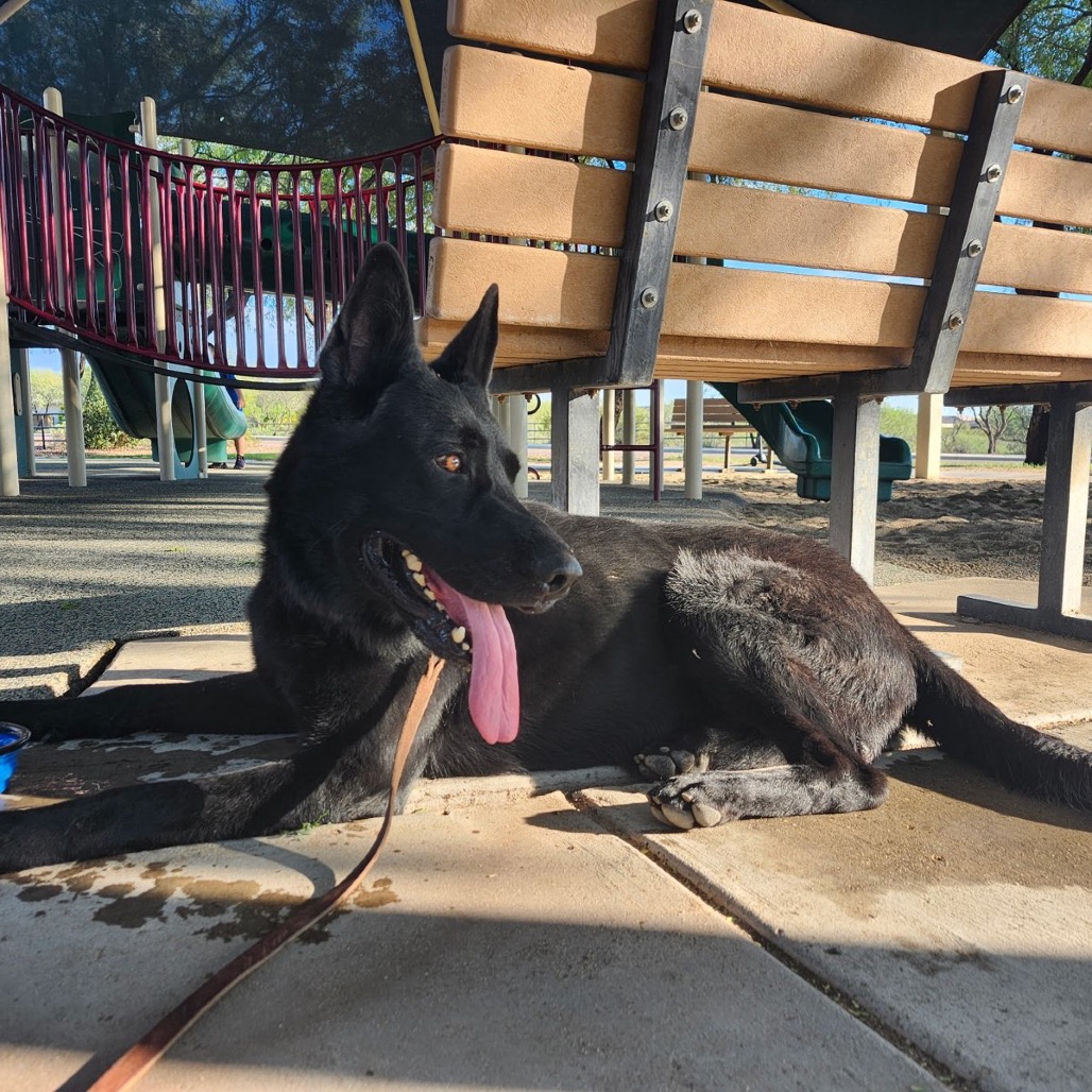 Maximus, photo 7