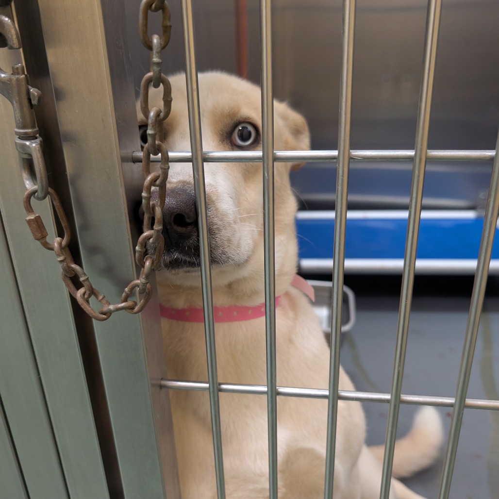 Alice — thumbnail 7