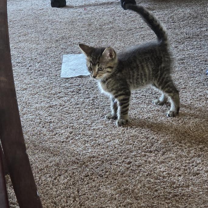 SAWDUST - Domestic Shorthair available for adoption