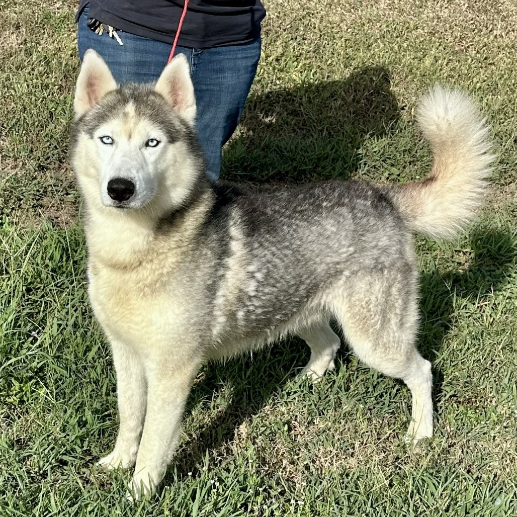 SHIA - Husky, Siberian available for adoption