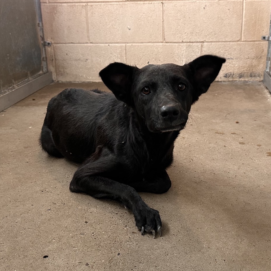 ALMA - Shepherd / Mixed Breed (Medium) available for adoption