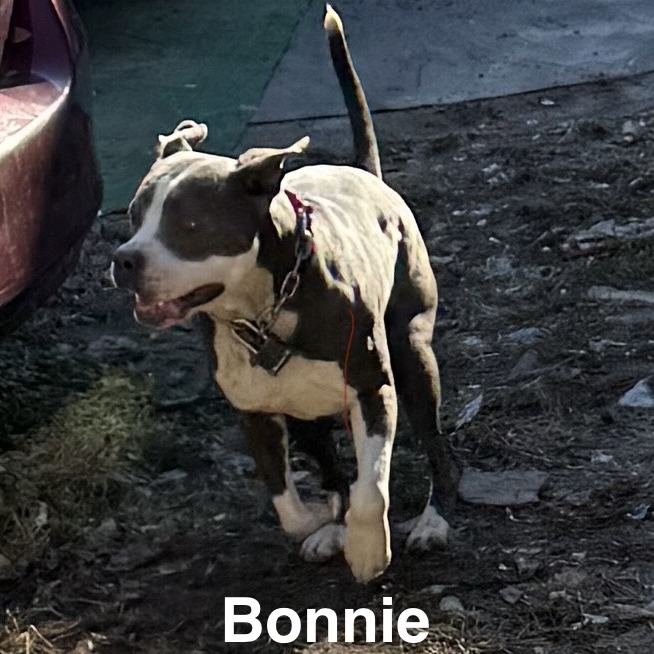 Bonnie — thumbnail 3