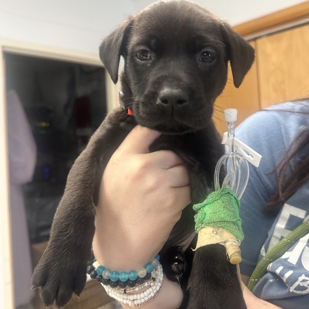 Dr. Robby — thumbnail 4