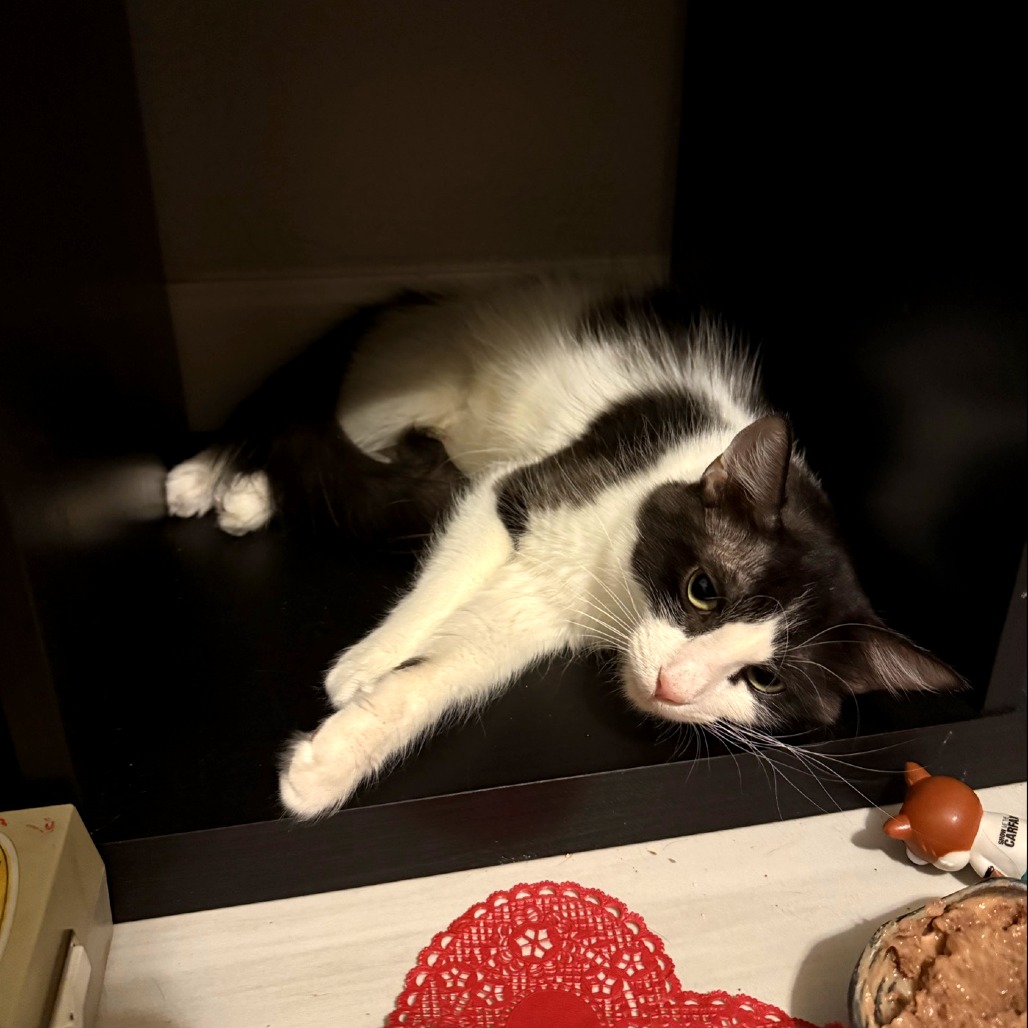 Mom Jeans: Female 15 Domestic Shorthair