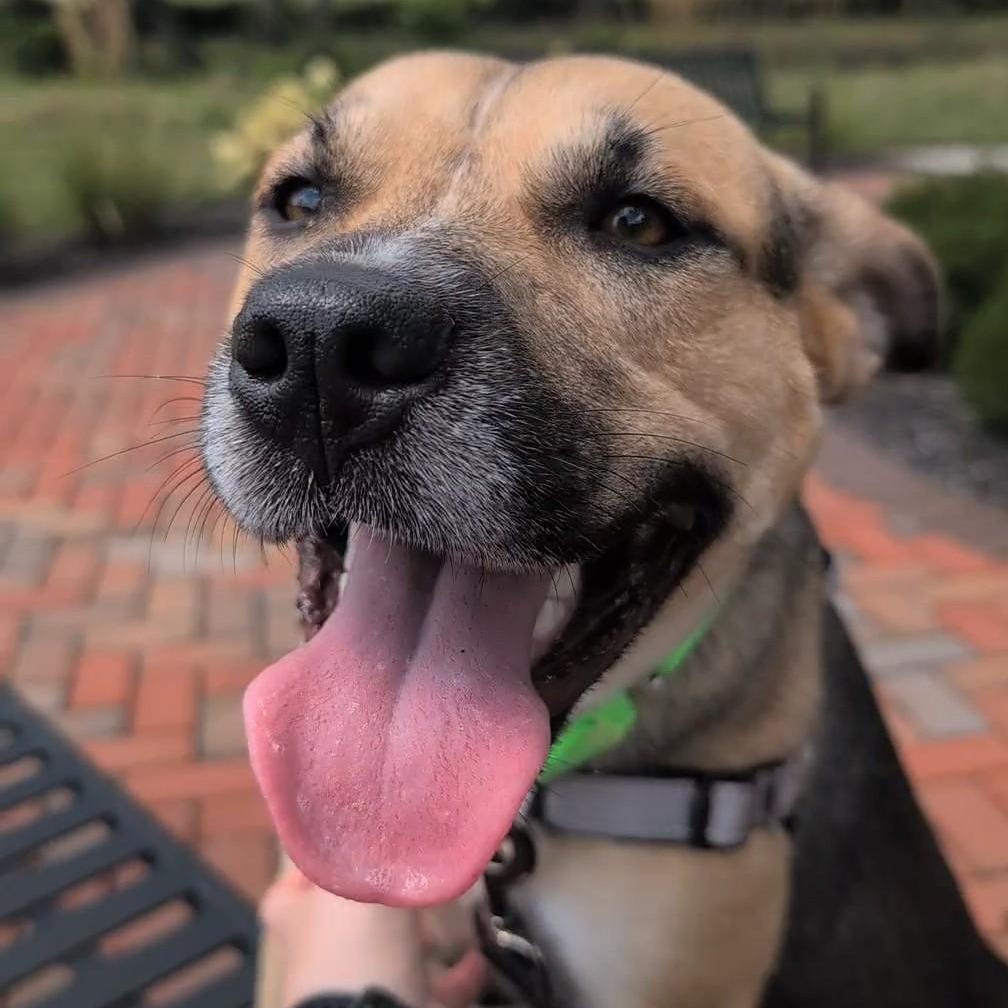 GWEN - Mixed Breed (Medium) available for adoption