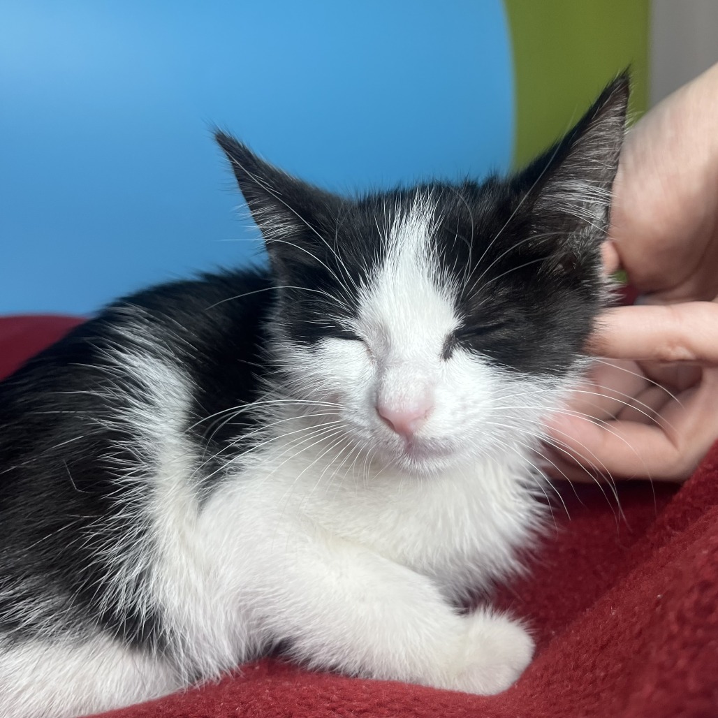 WINONA - Domestic Shorthair available for adoption